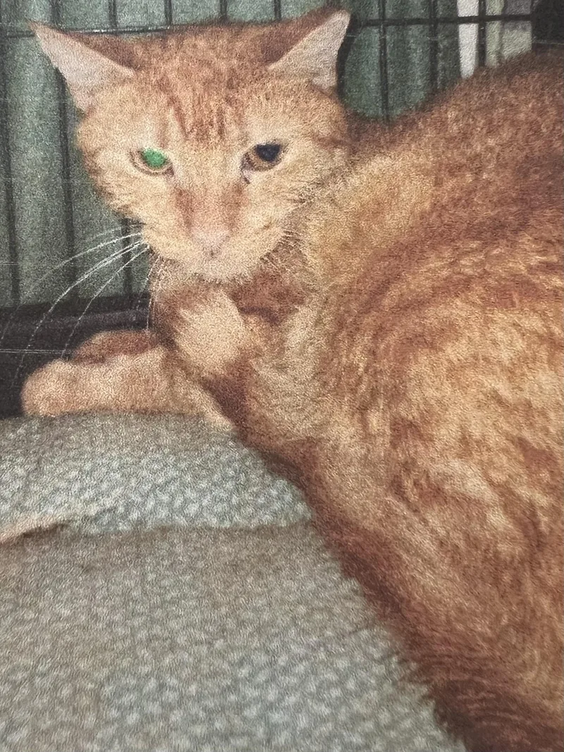 An adult large-sized female Orange / Red Domestic Short Hair cat named Bree for adoption in New Windsor, NY