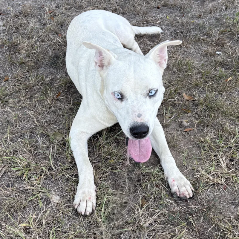 A young medium-sized female White / Cream Mixed Breed dog named Fria for adoption in Houston, TX