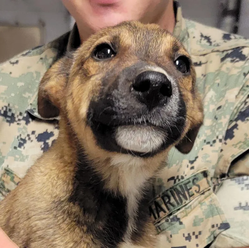 A baby medium-sized male Tricolor (Brown, Black, & White) Shepherd dog named Huey for adoption in Camp Pendleton, CA