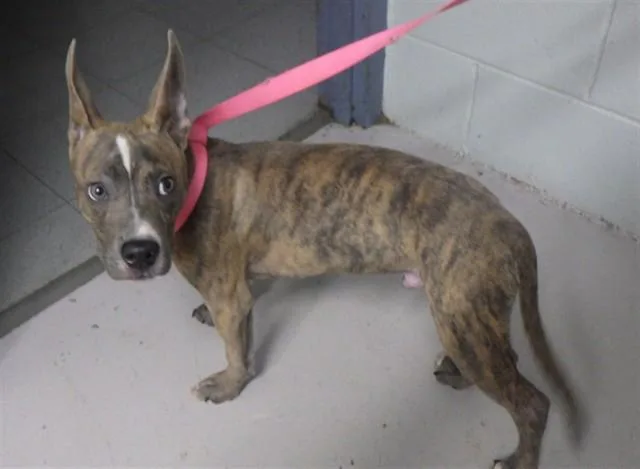 A young small-sized male Pit Bull Terrier dog named Dracula for adoption in Augusta, GA