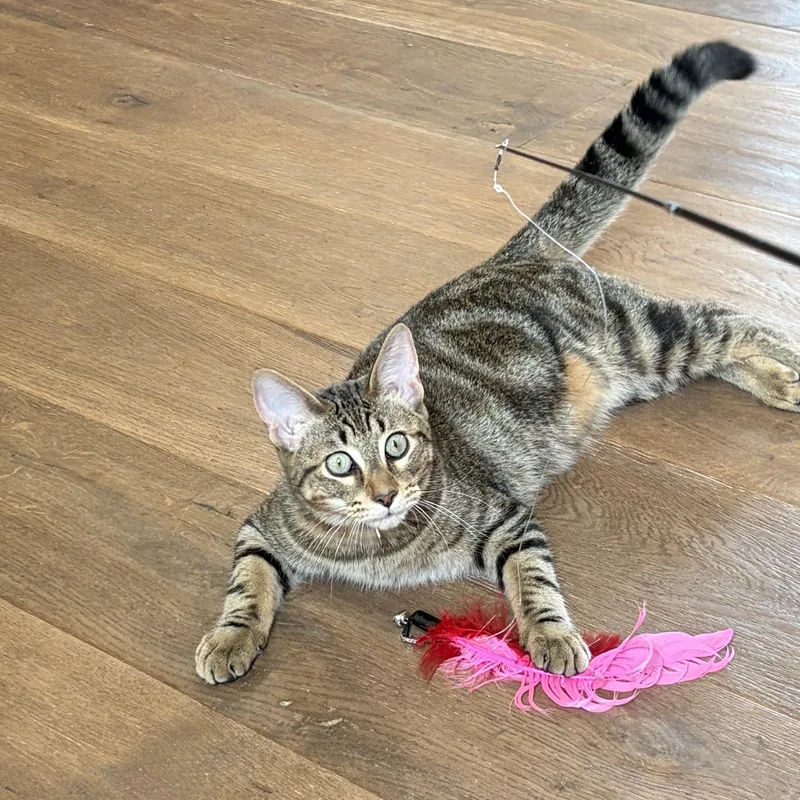 Gus