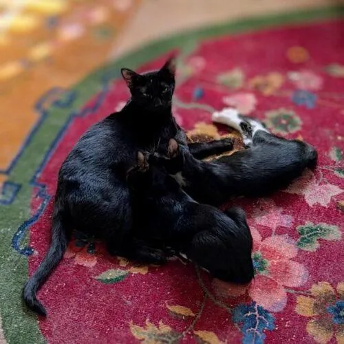 A young medium-sized female Black Domestic Short Hair cat named Svetlana for adoption in Tampa, FL