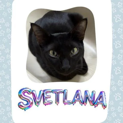 Svetlana thumbnail 5