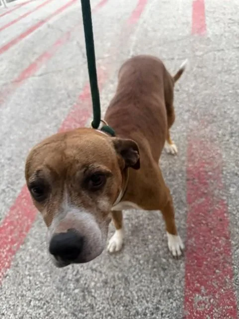 An adult medium-sized female Bicolor Pit Bull Terrier dog named Lilah for adoption in Windcrest, TX