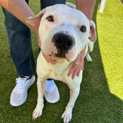 An adult medium-sized male Terrier dog named Ghost for adoption in Gastonia, NC