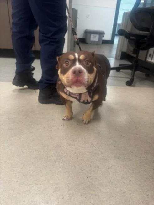 An adult medium-sized female English Bulldog dog named Piglet for adoption in Van Nuys, CA