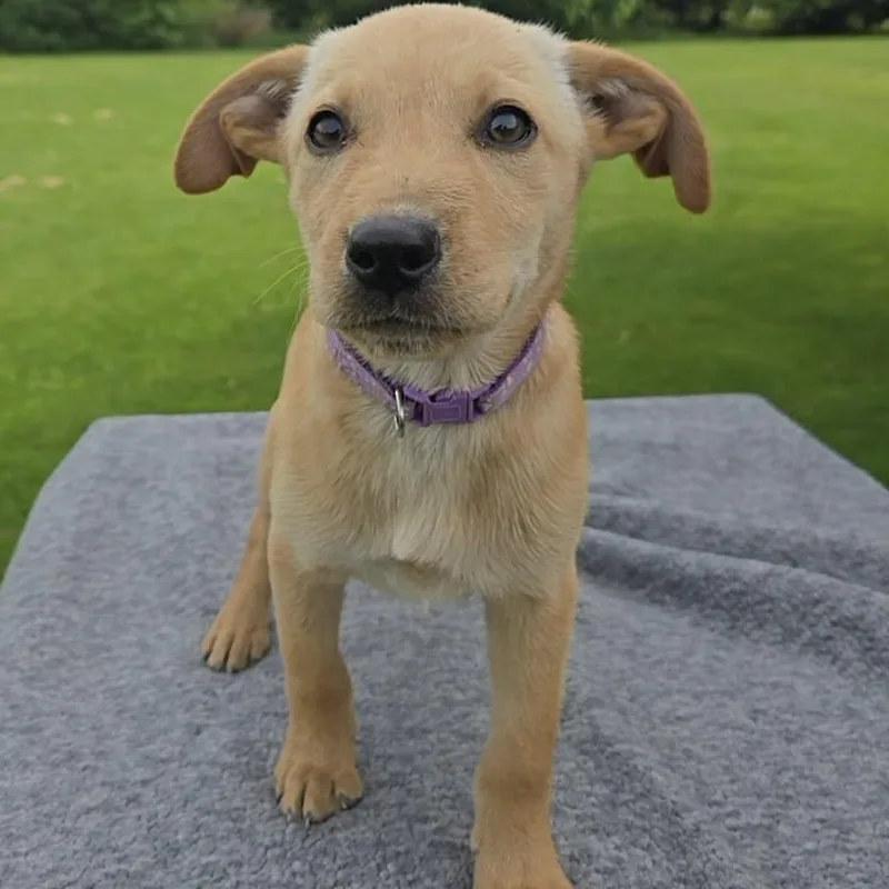 A baby medium-sized female Labrador Retriever dog named Denali for adoption in McHenry, IL