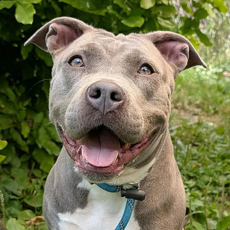 An adult medium-sized female Gray / Blue / Silver Pit Bull Terrier dog named Nelly for adoption in La Grange, KY