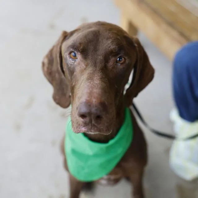 An adult medium-sized male Vizsla dog named Larry for adoption in San Antonio, TX