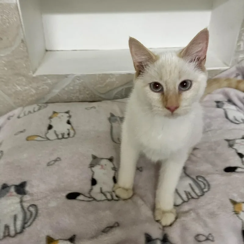 A young small-sized female Flame Point Siamese cat named Jasmine for adoption in Hartville, OH