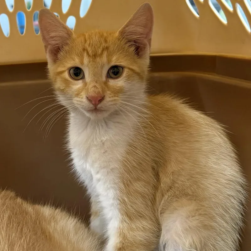 A baby small-sized male Orange / Red Domestic Short Hair cat named Arnold PalmerC for adoption in East Saint Louis, IL