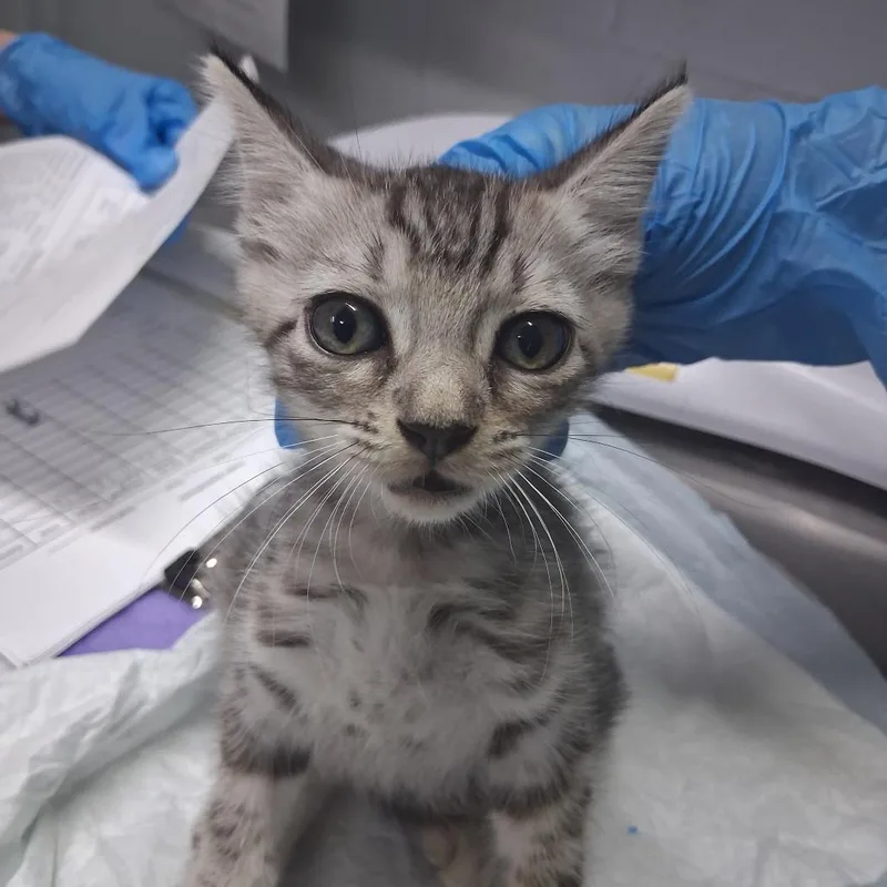 A baby small-sized female Gray / Blue / Silver Domestic Short Hair cat named Moon for adoption in Summerville, SC