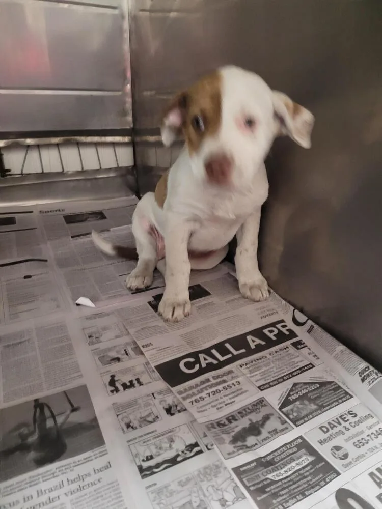 A baby medium-sized female Tricolor (Brown, Black, & White) Pit Bull Terrier dog named Opal for adoption in Linton, IN