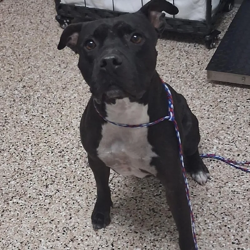 An adult medium-sized male Black Pit Bull Terrier dog named Rex for adoption in Bullhead City, AZ