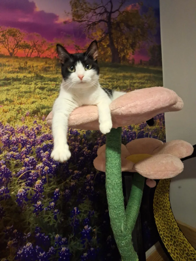 A young medium-sized male Domestic Short Hair cat named Jasper and Delilah for adoption in Wilmington, NC