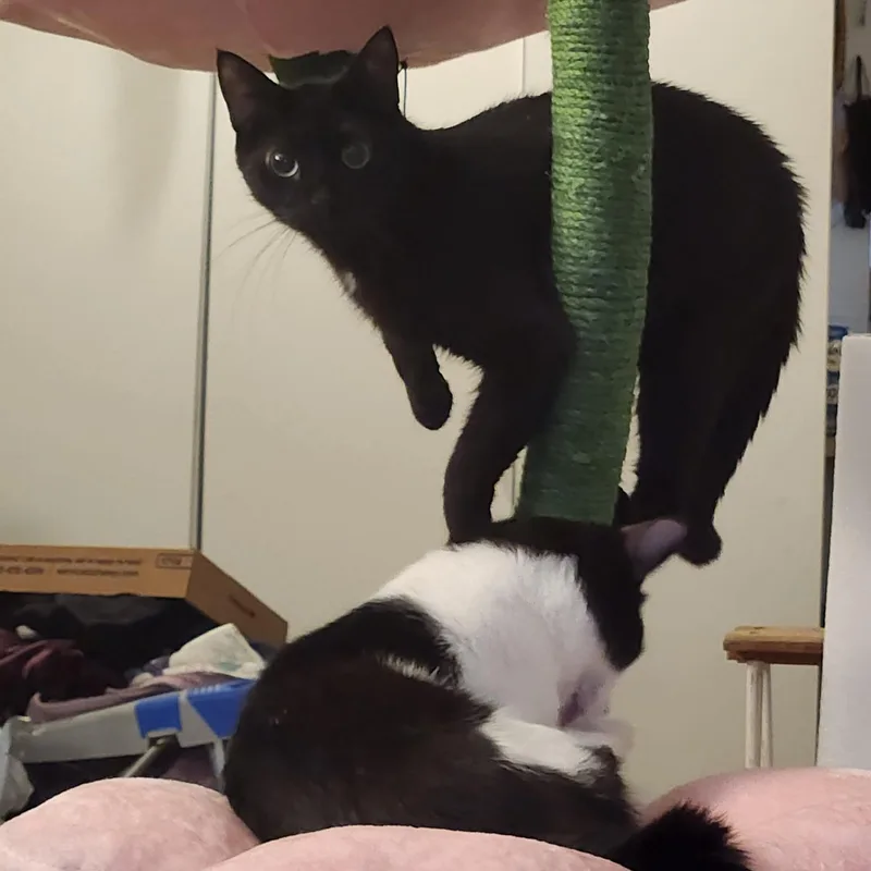 Jasper and Delilah thumbnail 2