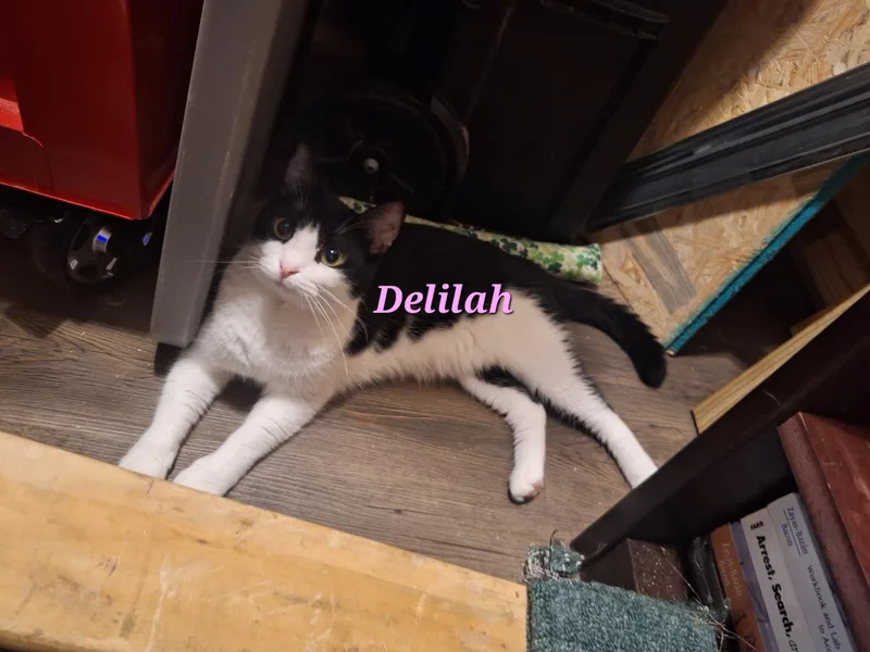Jasper and Delilah thumbnail 3