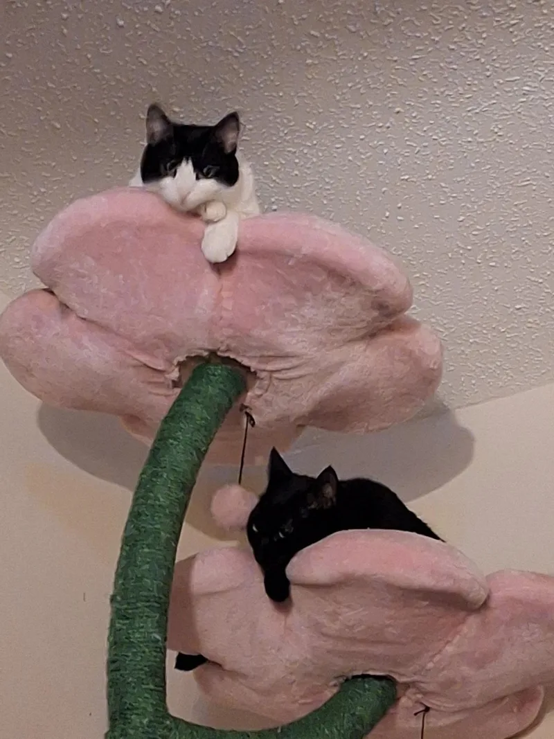 Jasper and Delilah thumbnail 4