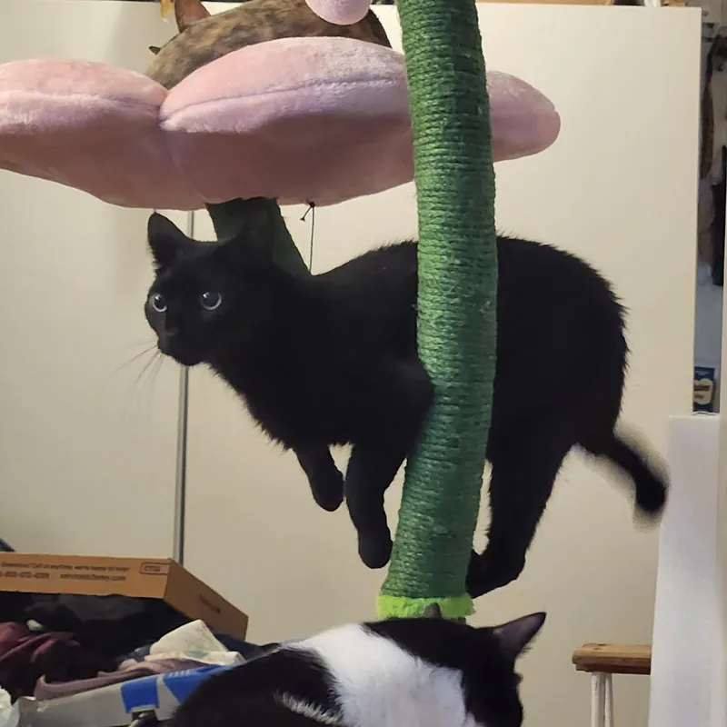 Jasper and Delilah thumbnail 5
