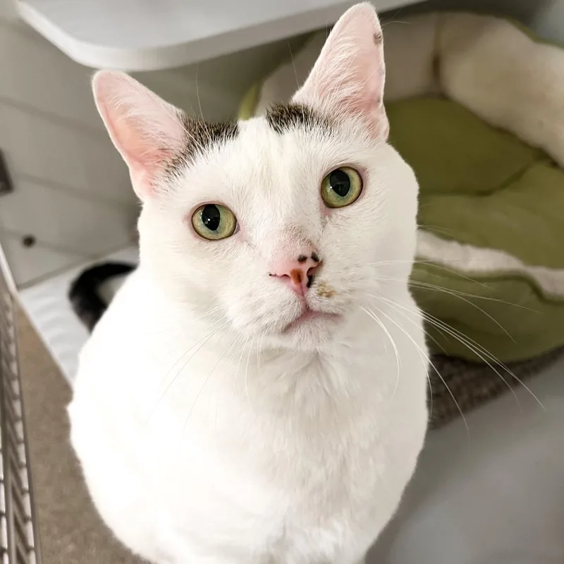 A senior large-sized male White Domestic Short Hair cat named Peter for adoption in Arlington Heights, IL