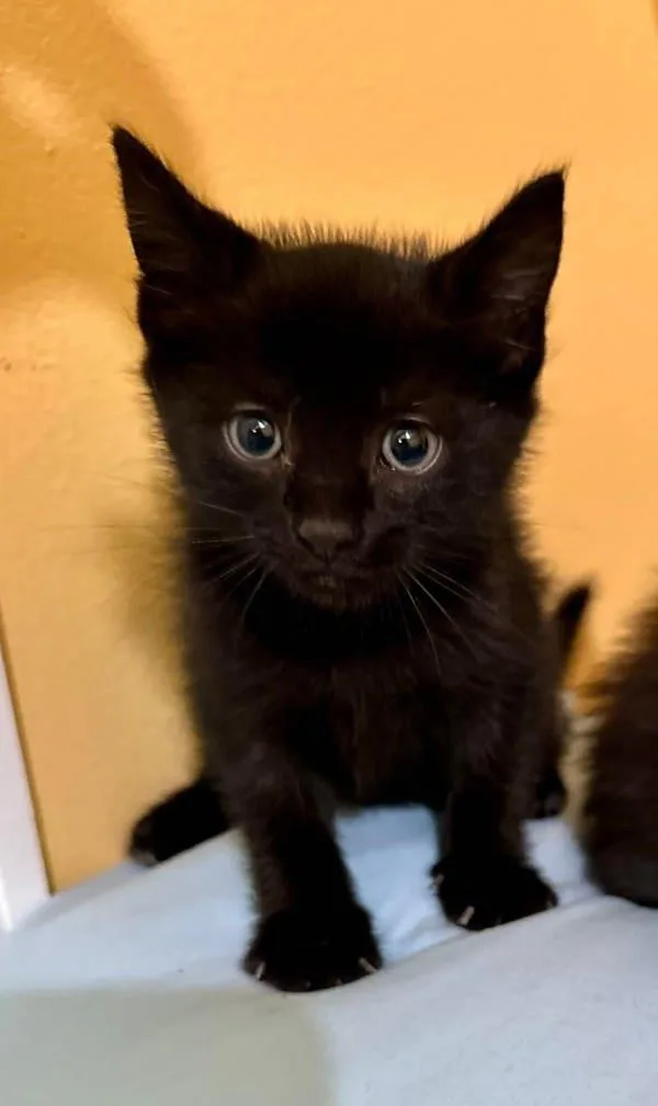 A baby small-sized male Domestic Short Hair cat named Glorp for adoption in Millersville, MD