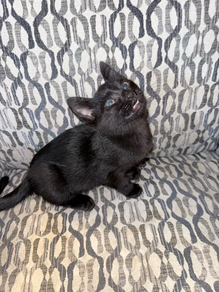 A baby medium-sized male Black Domestic Short Hair cat named Jack for adoption in Shawnee, KS