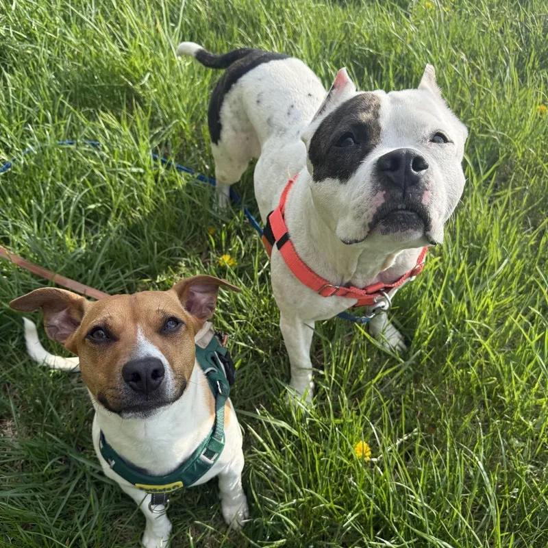 An adult large-sized female White / Cream Mixed Breed dog named Matilda for adoption in Bangall, NY