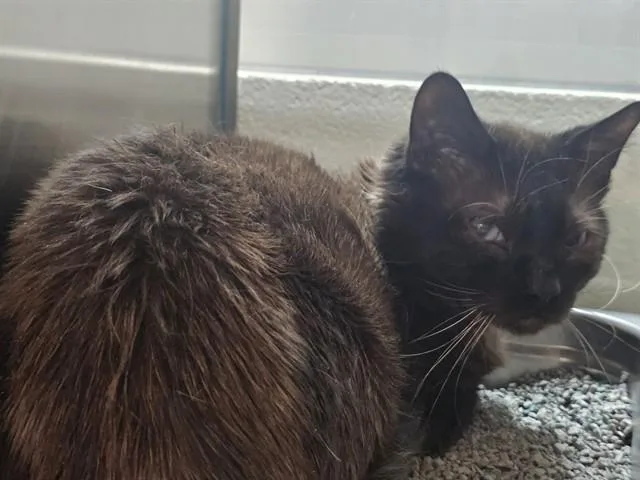 A young medium-sized female Domestic Short Hair cat named Gretchen for adoption in Pueblo, CO