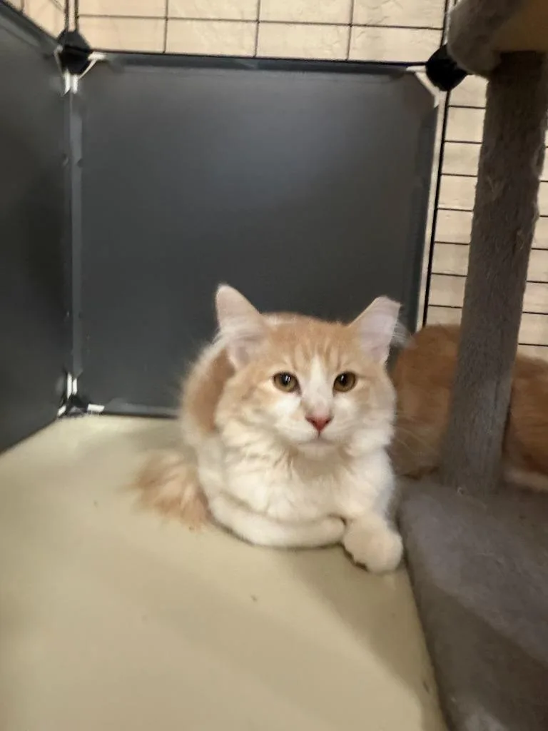 A baby small-sized male Domestic Short Hair cat named Tully for adoption in La Verkin, UT