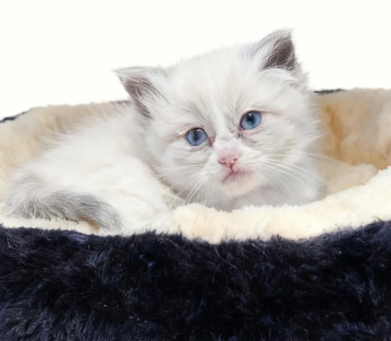 A baby small-sized female Domestic Medium Hair cat named Sally for adoption in Cottonwood, AZ