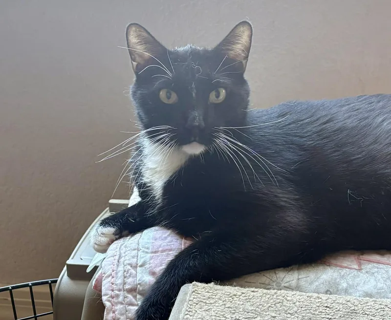 An adult medium-sized male Domestic Short Hair cat named Felix for adoption in queen creek, AZ