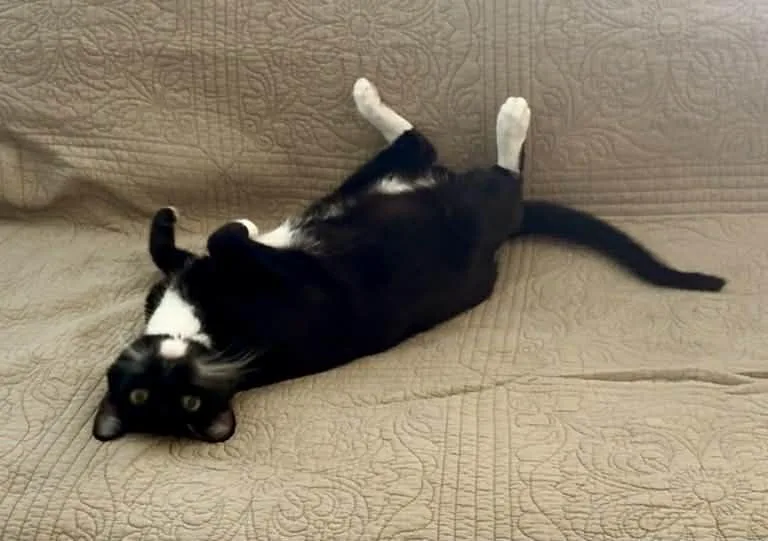 Felix thumbnail 4