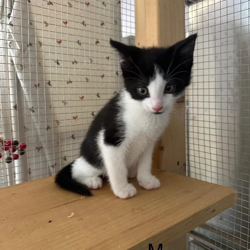 A baby small-sized male Black Domestic Medium Hair cat named Pochacco for adoption in Wappingers Falls, NY