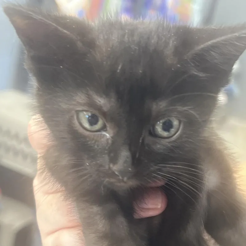 A baby small-sized female Black Domestic Short Hair cat named Duchess for adoption in Oak Hill, WV