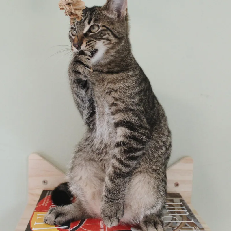 A baby medium-sized male Tabby (Brown / Chocolate) Domestic Short Hair cat named Bobwhite for adoption in Hudsonville, MI