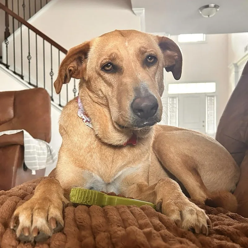 A young medium-sized female Yellow / Tan / Blond / Fawn Husky dog named Dragonfly for adoption in Columbia, SC