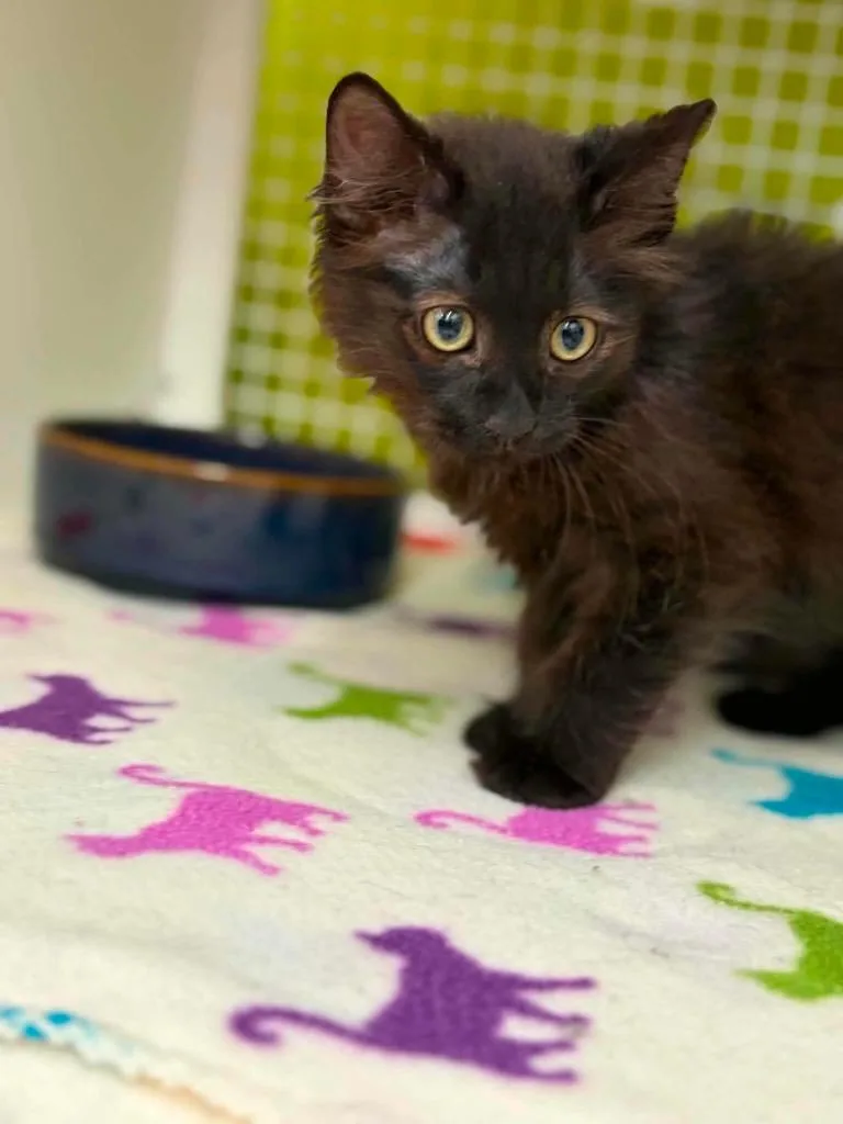 A baby small-sized male Domestic Long Hair cat named Qbert for adoption in Gorham, ME