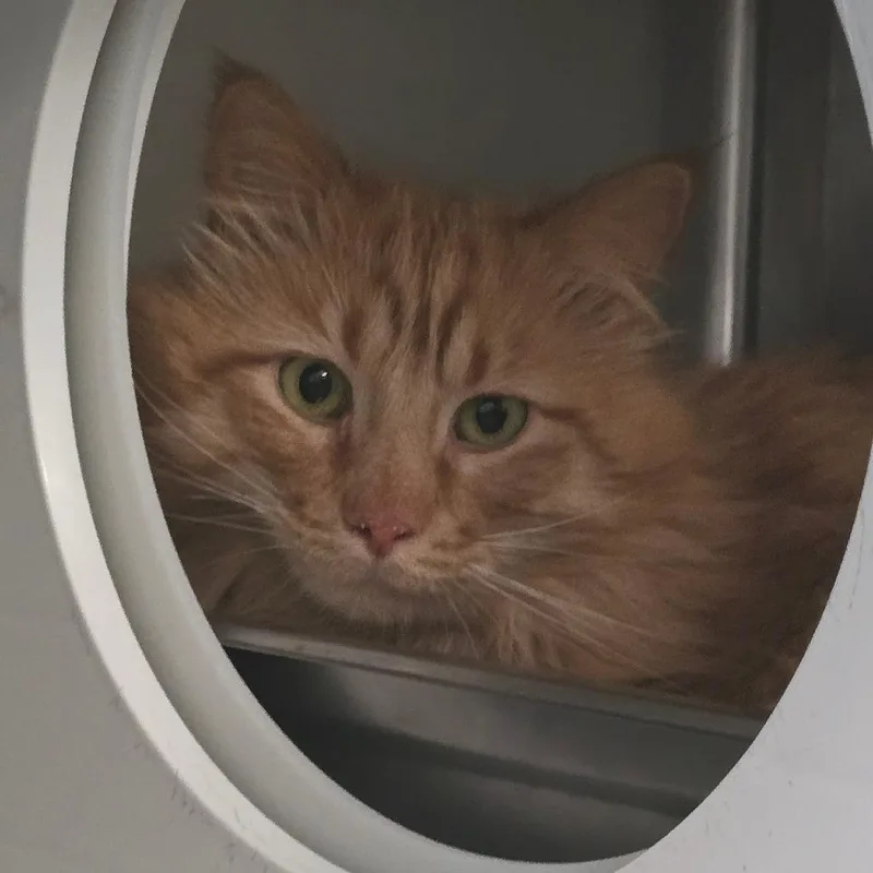A young large-sized male Orange / Red Domestic Medium Hair cat named Mustard Seed NM for adoption in Denver, CO