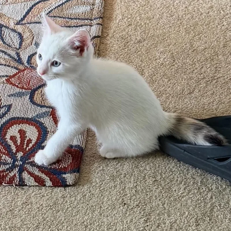 A baby small-sized female White Domestic Short Hair cat named Elsa for adoption in Shinnston, WV