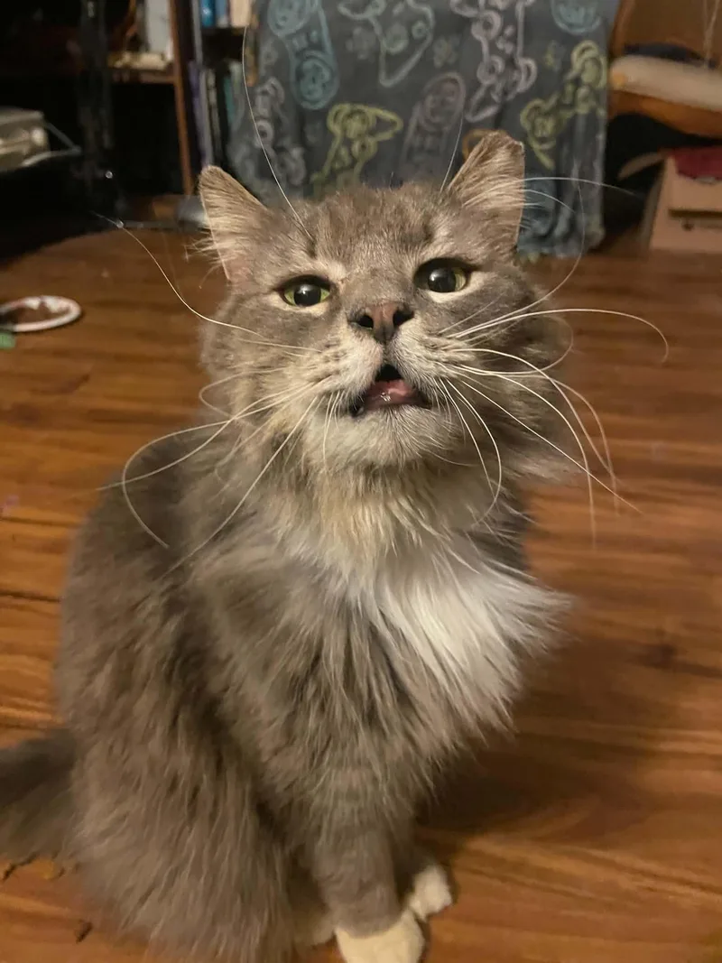 Whiskers thumbnail 2
