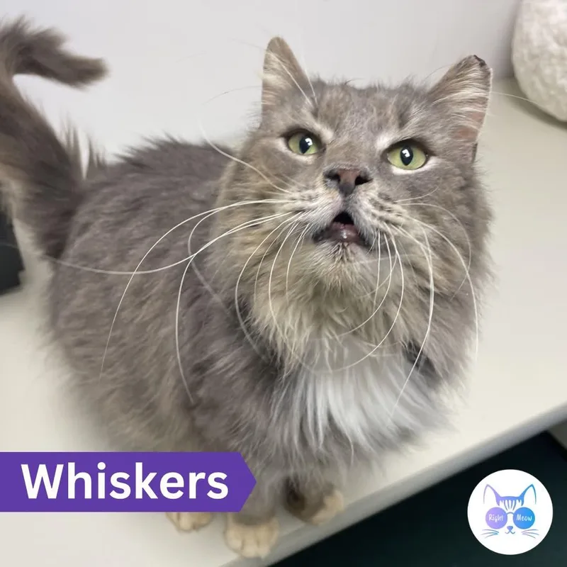 Whiskers thumbnail 4