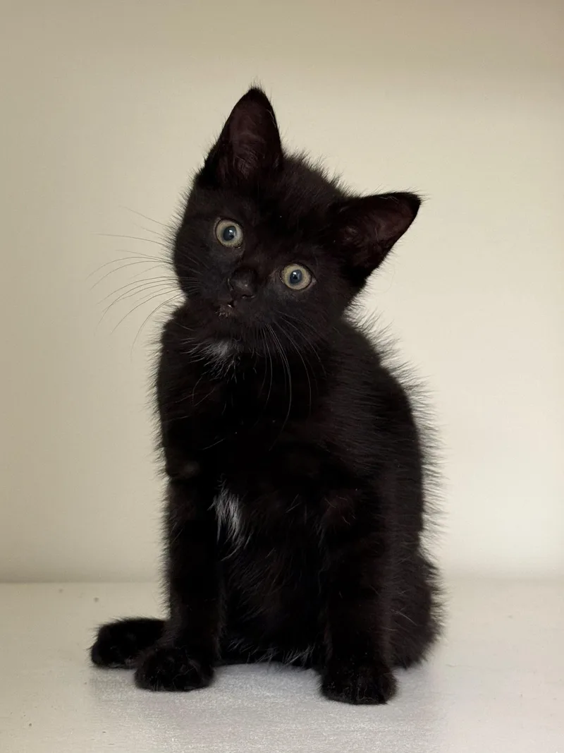 Bonnie