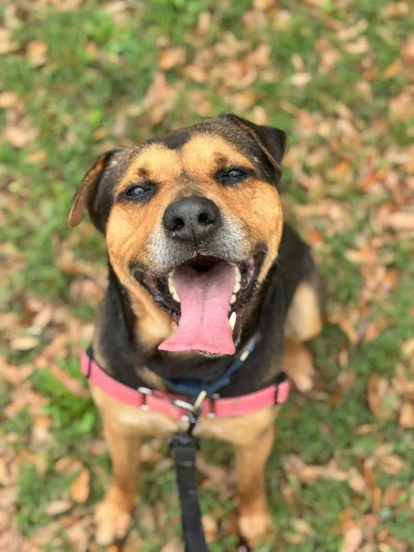 An adult large-sized male Labrador Retriever dog named Bear for adoption in Austin, TX