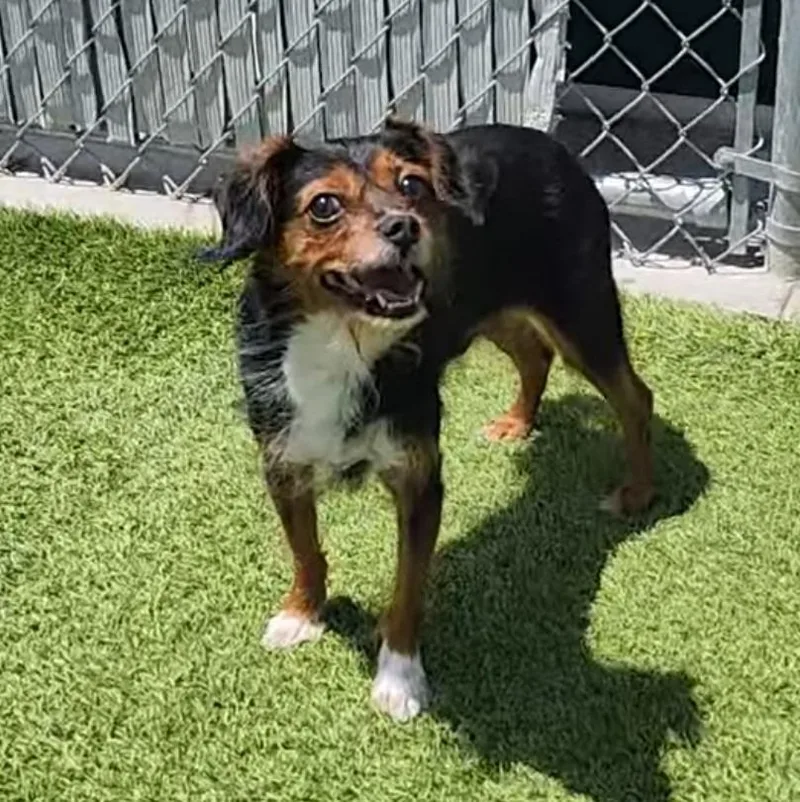 An adult small-sized male Tricolor (Brown, Black, & White) Chorkie dog named Franklin for adoption in Frankfort, KY