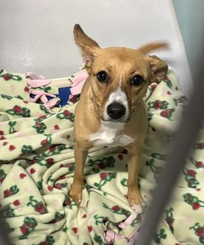 An adult medium-sized female Mixed Breed dog named Piper for adoption in Cumming, GA