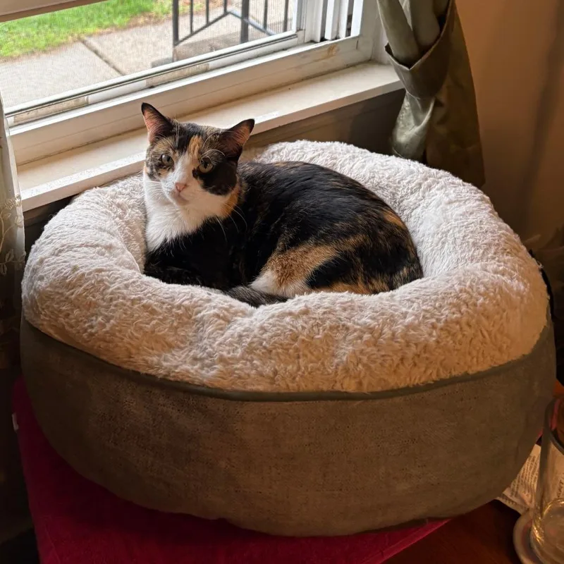 An adult large-sized female Calico Domestic Short Hair cat named Tracy for adoption in Indianapolis, IN