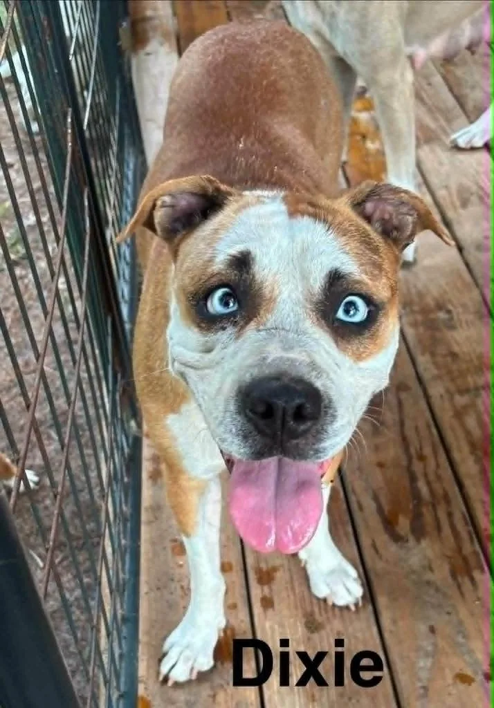 A young medium-sized female Boxer dog named Dixie for adoption in Seven Points, TX
