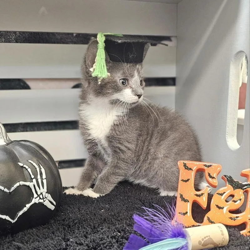 A baby small-sized male Gray / Blue / Silver Domestic Short Hair cat named Cetus for adoption in Lynchburg, VA