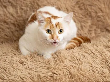 An adult large-sized male Orange & White Domestic Short Hair cat named Finnigan for adoption in Blue Springs, MO