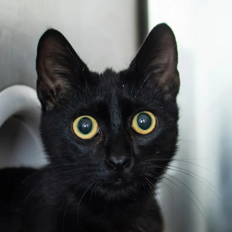 A baby medium-sized male Black Domestic Short Hair cat named Sugar for adoption in Middletown, RI